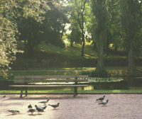 photo of bench next to lake with pigeons