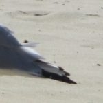 pigeon on the sand