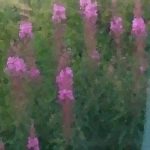 williow herb purple plant