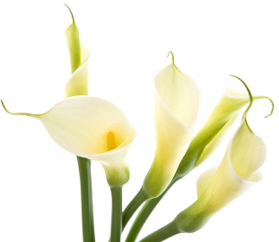 5 white calla lilies